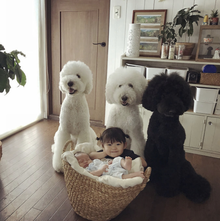 A Japanese Family Proved There's No Better Pet For A Little One Than A Giant Poodle