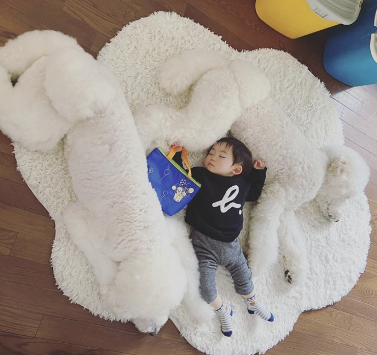 A Japanese Family Proved There's No Better Pet For A Little One Than A Giant Poodle