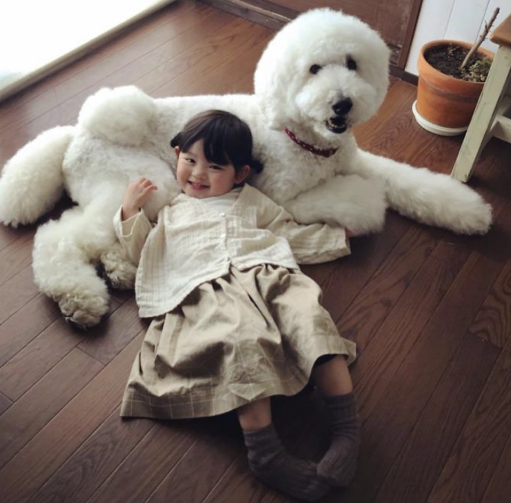 A Japanese Family Proved There's No Better Pet For A Little One Than A Giant Poodle