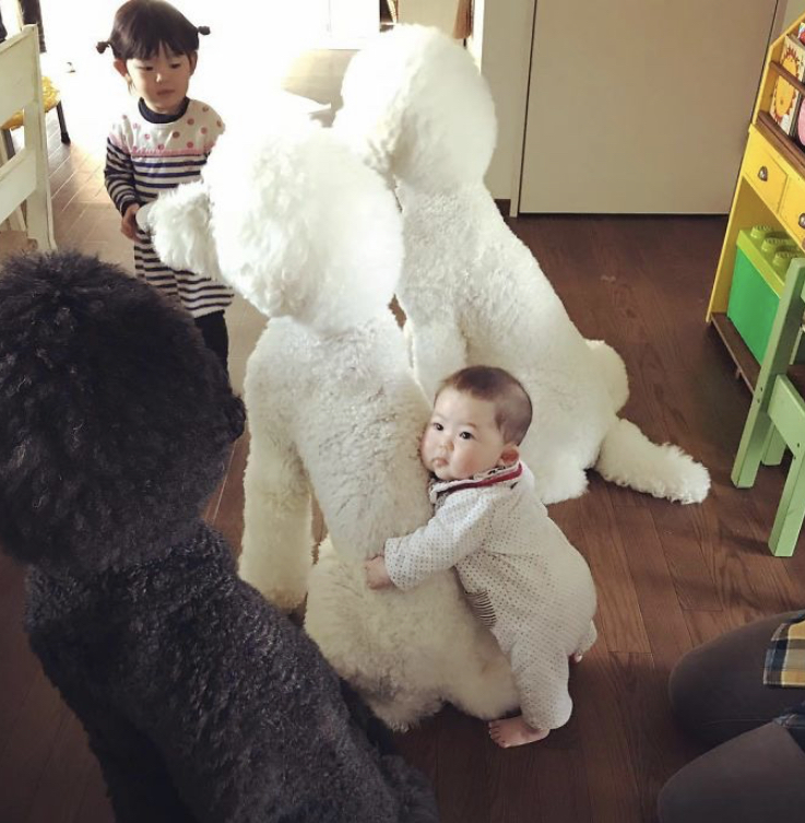 A Japanese Family Proved There's No Better Pet For A Little One Than A Giant Poodle