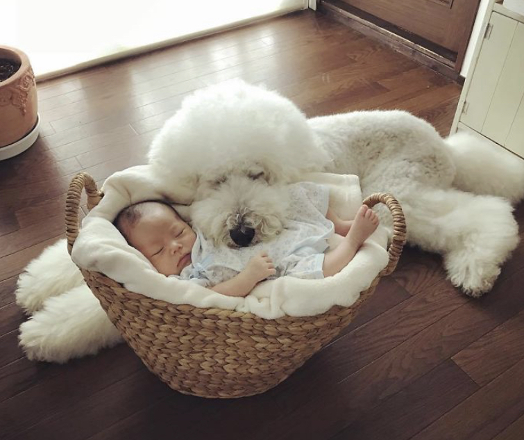 A Japanese Family Proved There's No Better Pet For A Little One Than A Giant Poodle