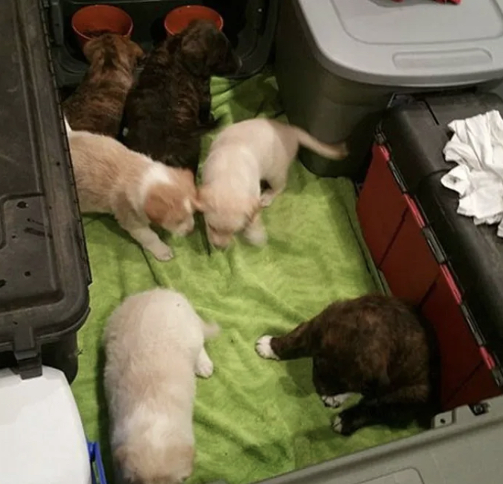 The guys took in a stray dog ​​and her 7 puppies over the holidays