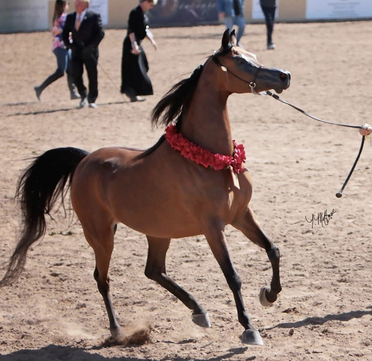 El Rey Magnum - a stallion with a cartoon appearance