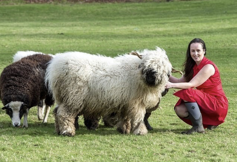The British have an unusual pet - the Welsh lamb