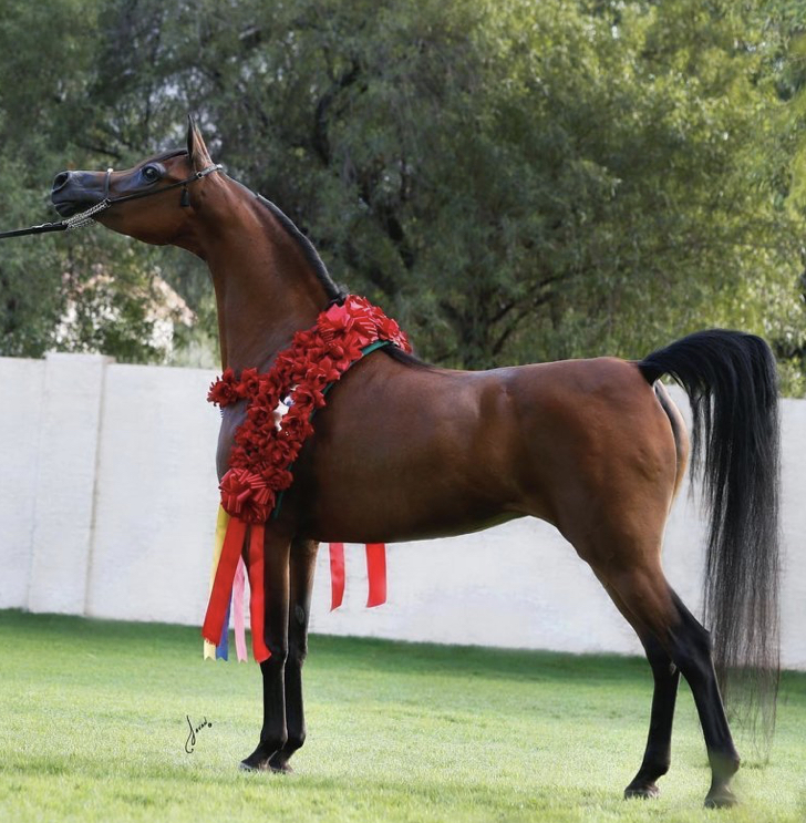 El Rey Magnum - a stallion with a cartoon appearance