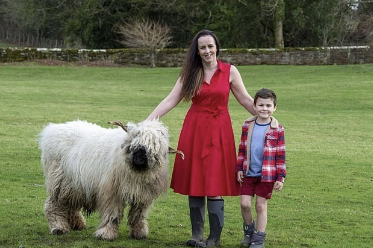 The British have an unusual pet - the Welsh lamb