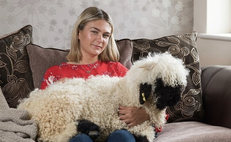 The British have an unusual pet - the Welsh lamb
