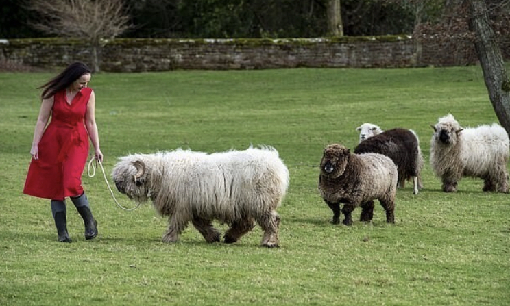 The British have an unusual pet - the Welsh lamb