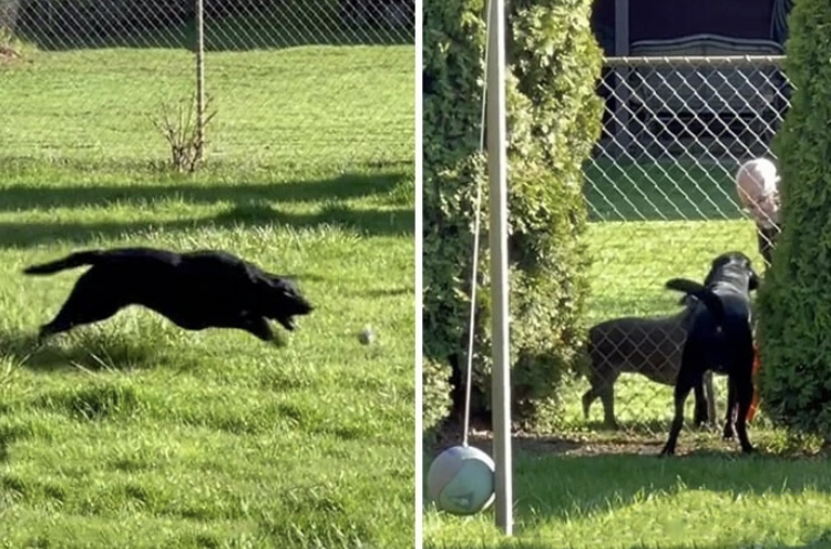 The dog fell in love with the neighbor's dog while playing through the fence