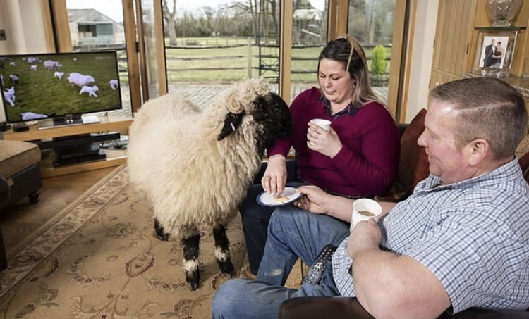 The British have an unusual pet - the Welsh lamb