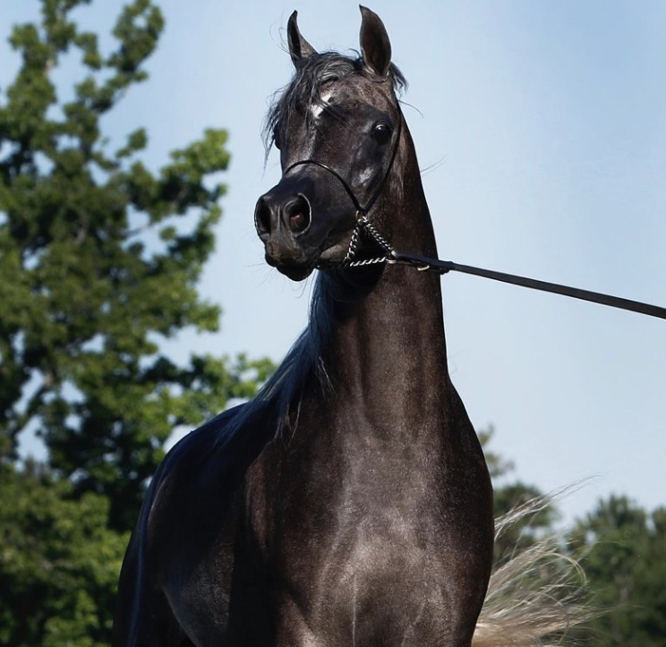 El Rey Magnum - a stallion with a cartoon appearance