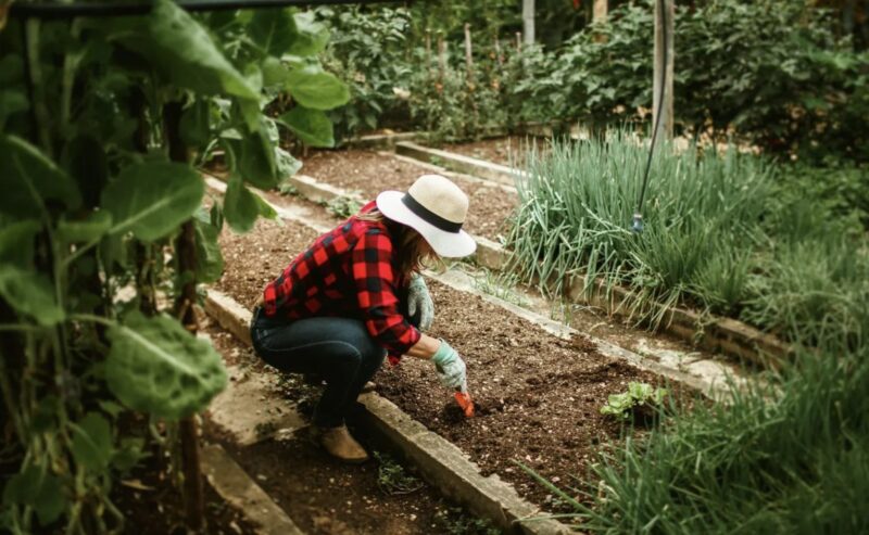 Mein Mann fand mein Hobby Gartenarbeit sinnlos – jetzt, wo es profitabel ist, will er 50 % des Gewinns