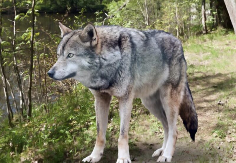 Die eigenen Kinder des alten Mannes ließen ihn im Wald ohne Nahrung und Wasser zurück, um sein Erbe zu behalten, in der Hoffnung, dass wilde Tiere ihn fressen würden: Doch was der Wolf tat, schockierte alle