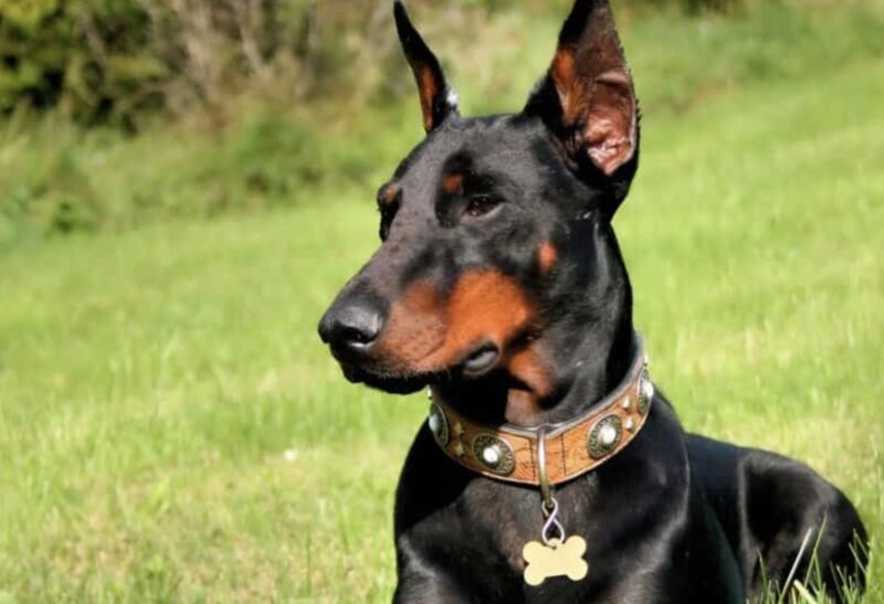 Eine Frau dachte, ihr jugendlicher Sohn würde sich jeden Tag nur um die Blumen in seinem Garten kümmern, aber der Hund eines Nachbarn enthüllte, was tatsächlich in ihrem Garten versteckt war.